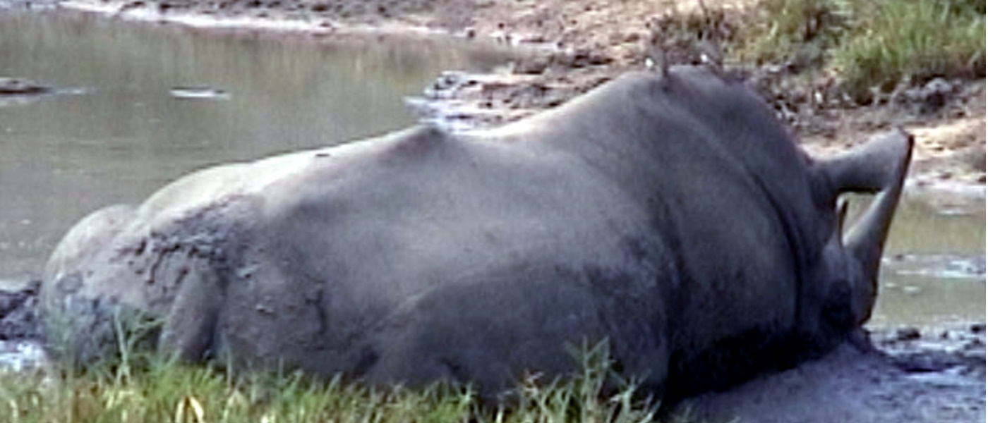 Noshörning i Kruger